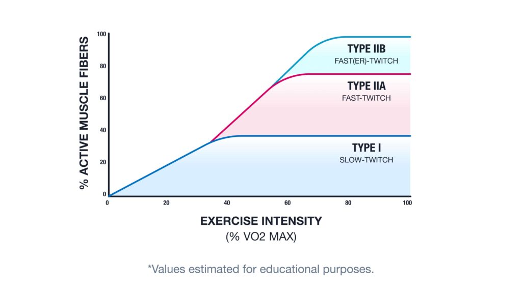Type I, Type IIa and Type IIb fast twitch and slow twitch muscle recruitment